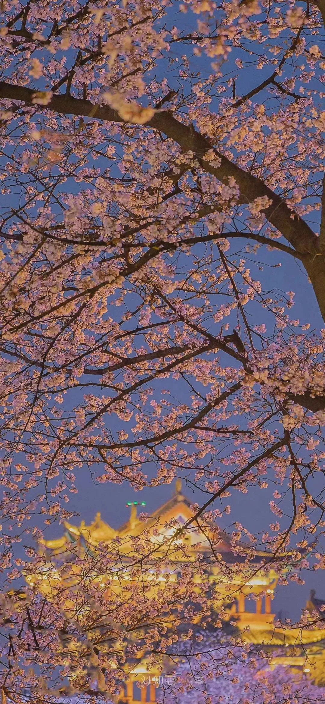 图片[14]-壁纸丨在这善变的世界，我想和你看一看永远。-星空门户