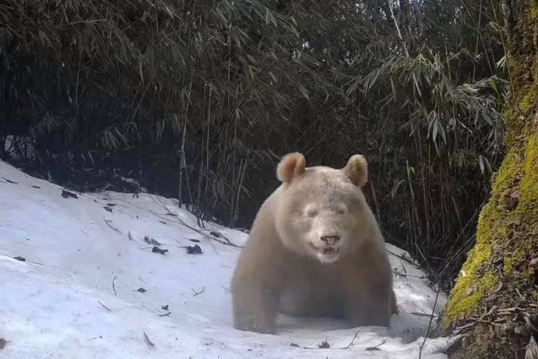 图片[1]-公布啦！全球唯一白色大熊猫正脸照-星空门户